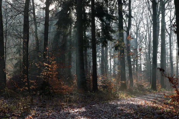 Eine Schöne Aufnahme Wald Einem Nebligen Herbstmorgen — Stockfoto