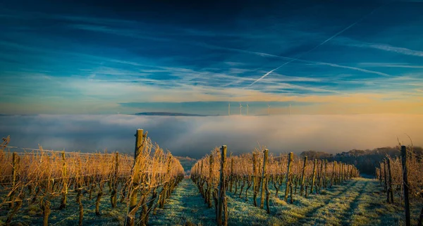 Ein Malerischer Frostbedeckter Weinberg Mit Nebel Und Lebendigem Himmel Hintergrund — Stockfoto