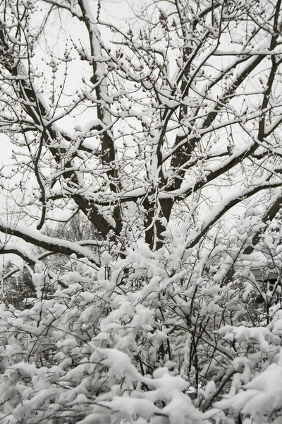 在美国俄亥俄州的一个森林里 一棵被雪覆盖的垂直的树和雾覆盖着 — 图库照片