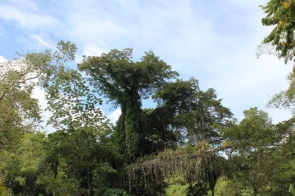 Tiro Árboles Selva Tobago Islas Del Caribe —  Fotos de Stock