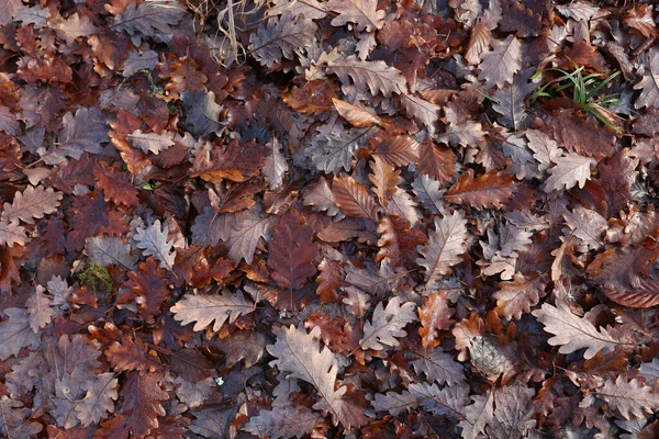 Górny Wgląd Upadłych Liści Autumn Park — Zdjęcie stockowe