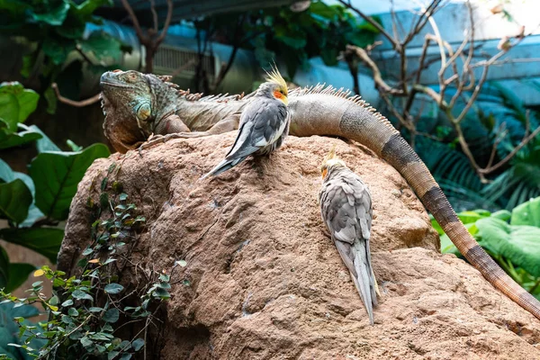 Iguana Papugi Kamieniu Zoo — Zdjęcie stockowe
