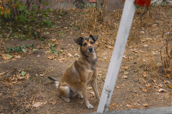 Una Toma Altura Los Ojos Lindo Perro Callejero Sentado Parque — Foto de Stock