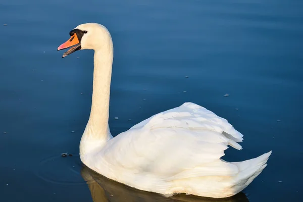 Großaufnahme Eines Fabelhaften Weißen Schwans Wasser — Stockfoto