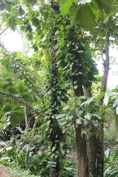 Plan Vertical Jungle Tobago Les Îles Des Caraïbes — Photo