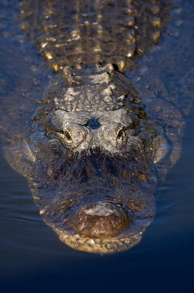 Vertishot Alligator — Stock Photo, Image