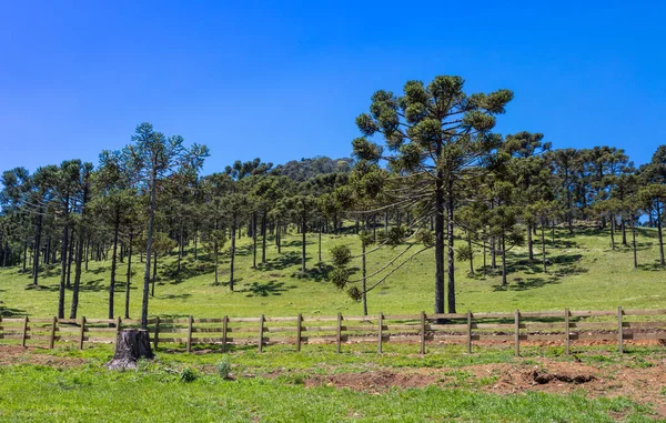 Araucaria Pijnbomen Een Veld Brazilië — Stockfoto