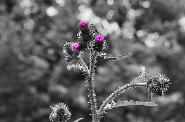 Selektivní Fialová Bodlák Rozmazaném Pozadí Bokeh Stupních Šedi — Stock fotografie