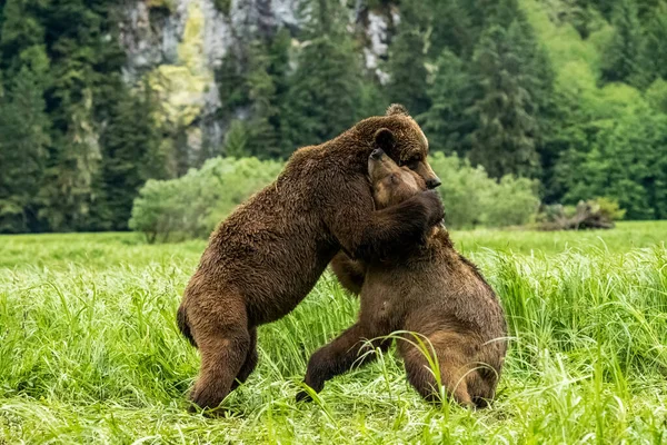 Tiro Foco Seletivo Dois Ursos Pardos Jogar Juntos Parque Provincial — Fotografia de Stock