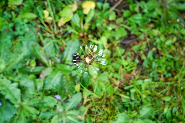 Horní Pohled Starý Narcis Zahradě — Stock fotografie