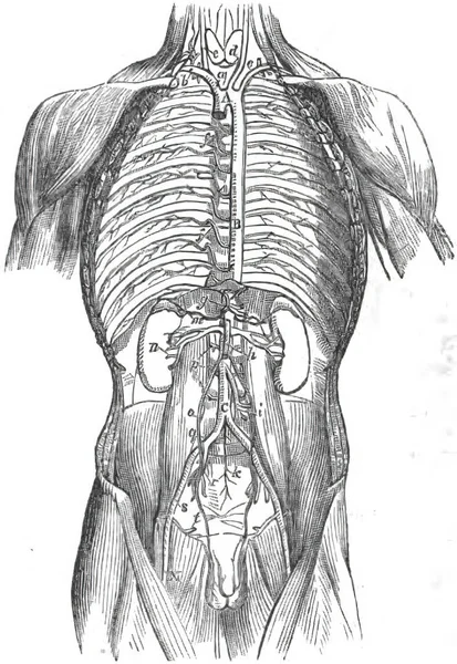 1849年人类解剖学书籍中人体内脏器官的一个垂直图解 — 图库照片