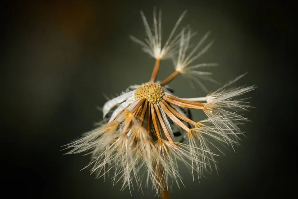 Een Ondiepe Focus Shot Van Een Paardebloem — Stockfoto