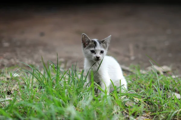 草の上に座ってかわいい子猫のクローズアップショット — ストック写真