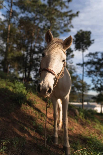 Colpo Verticale Bel Cavallo Tramonto Ora Oro — Foto Stock