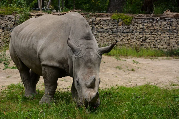 Gros Plan Grand Rhinocéros Dans Zoo — Photo