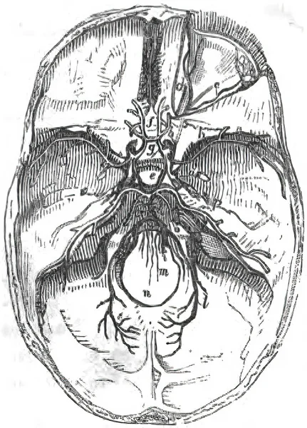 Illustrazione Una Struttura Cranica Cranica Cranica Formazione Cranica Interna Nel — Foto Stock