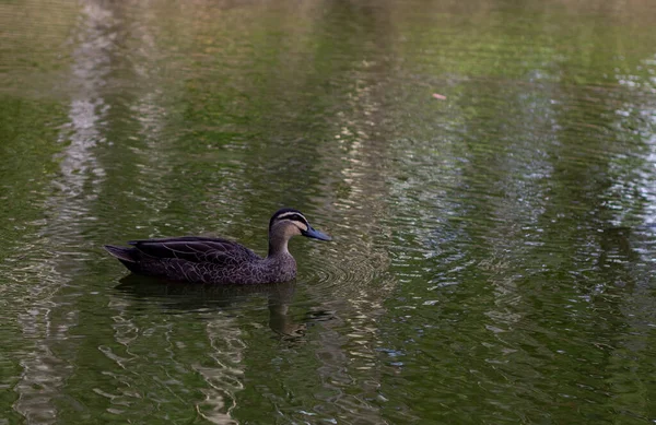 Tiro Seletivo Foco Pato Preto Lago — Fotografia de Stock