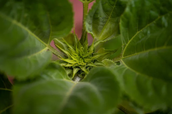 Una Macro Toma Selectiva Una Planta Perfecta Para Fondos Pantalla —  Fotos de Stock