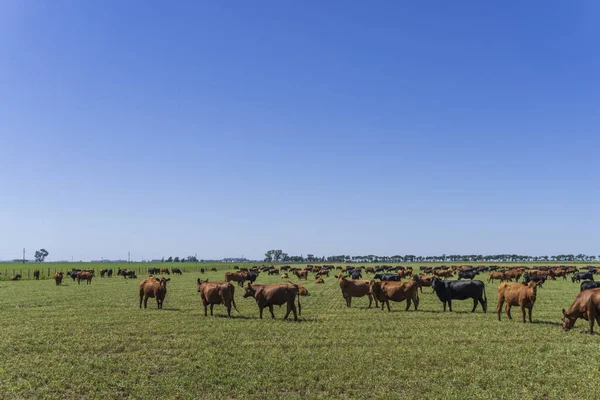 Grupo Ganado Pastando Pasto —  Fotos de Stock