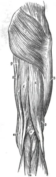 Вертикальная Иллюстрация Человеческой Ноги Структура Конечностей Книги Анатомии 1849 Года — стоковое фото