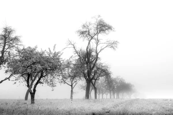 Cliché Niveaux Gris Des Arbres Automne Paysage Dans Brouillard Nature — Photo