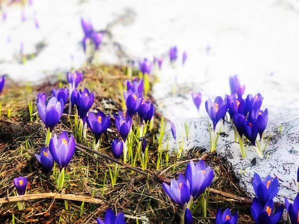 Zbliżenie Krokus Kwiaty Ziemi Pokryte Śniegu Zamazanym Tle — Zdjęcie stockowe