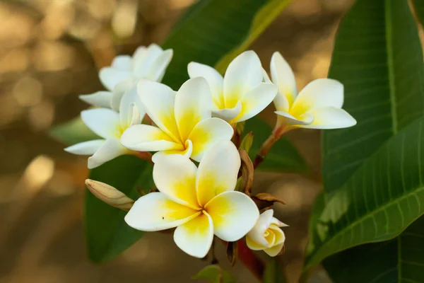 Een Selectieve Focus Shot Van Witte Plumerias Een Tuin — Stockfoto