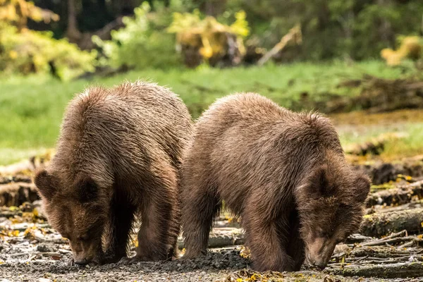 Szelektív Fókusz Lövés Két Grizzly Medve Khutzeeymateen Tartományi Park — Stock Fotó