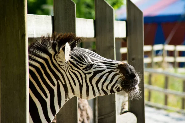 Een Selectieve Focusopname Van Een Zebra Achter Het Houten Hek — Stockfoto
