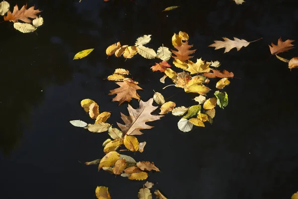 Куча Цветных Осенних Листьев Поверхности Воды — стоковое фото