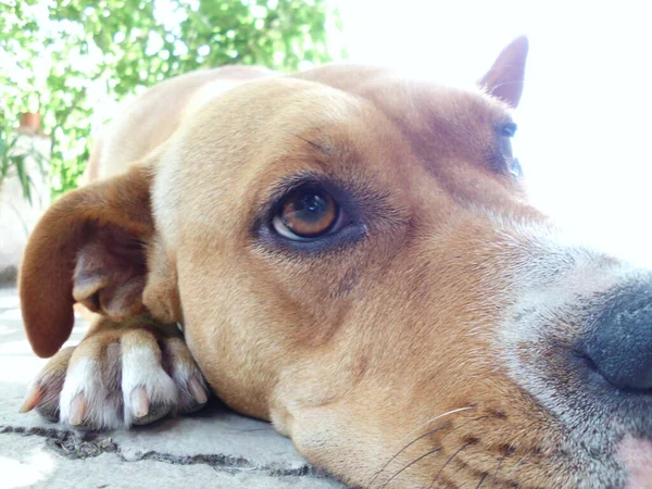 美国斯塔福德郡一只可爱的小狗躺在花园地面上的特写 — 图库照片