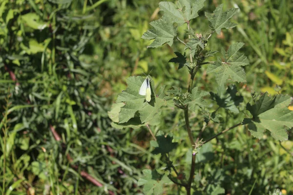 Ein Einzelner Weißer Schmetterling Von Oben Auf Frischen Sommerpflanzenblättern — Stockfoto