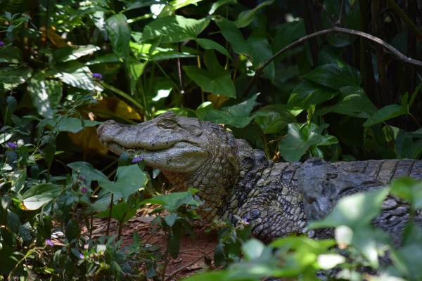 Mäktig Alligator Omgiven Växtlighet — Stockfoto