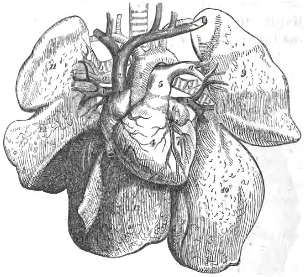 Ilustrasi Vertikal Dari Hati Manusia Organ Dalam Dari Buku Cetakan — Stok Foto