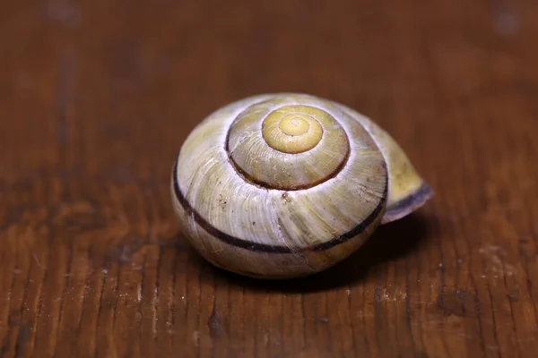 Une Simple Coquille Escargot Sur Table — Photo