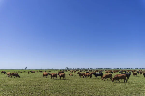 Grupo Ganado Pastando Pasto —  Fotos de Stock