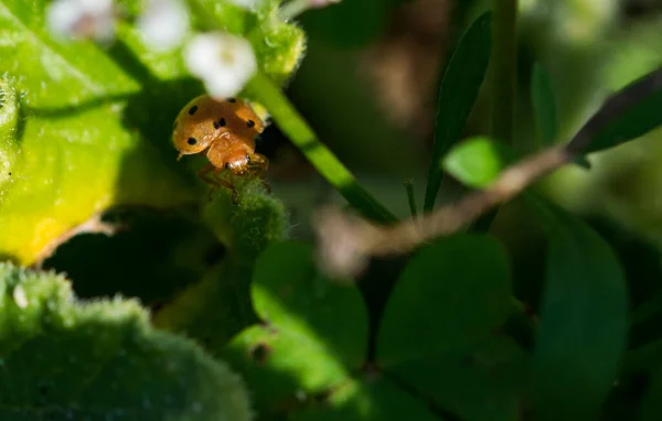 Selektivní Záběr Tykvovité Berušky Okurku — Stock fotografie