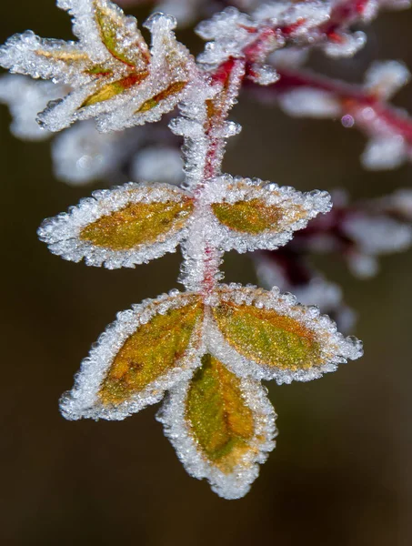 Eine Nahaufnahme Von Blättern Die Vom Frost Bedeckt Sind — Stockfoto