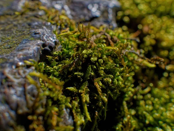 Une Prise Vue Sélective Mousse Verte — Photo