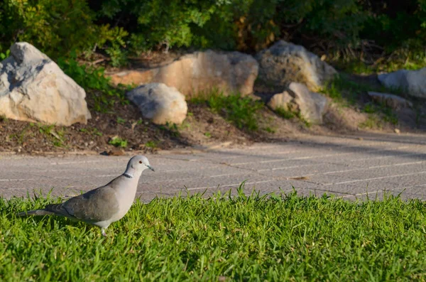 Nahaufnahme Einer Taube Die Gras Freien Steht — Stockfoto