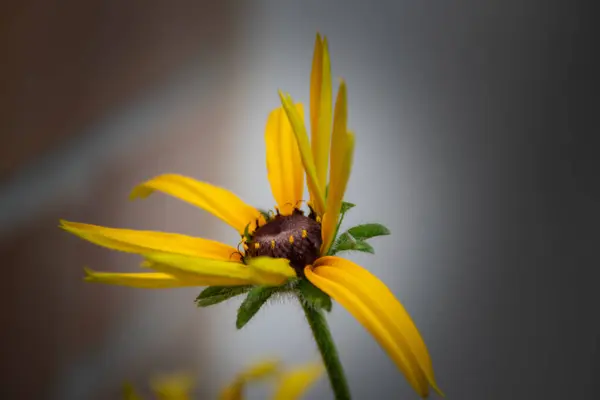 Selektywne Ujęcie Ostrości Egzotycznego Żółtego Kwiatu Uchwyconego Ogrodzie — Zdjęcie stockowe