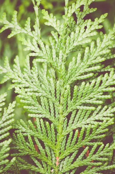 Krásné Zelené Listí Větvi Thuja — Stock fotografie