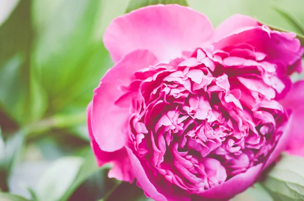 Ένα Κοντινό Πλάνο Του Ροζ Παιώνιου Λουλουδιού Πάνω Ένα Πράσινο — Φωτογραφία Αρχείου