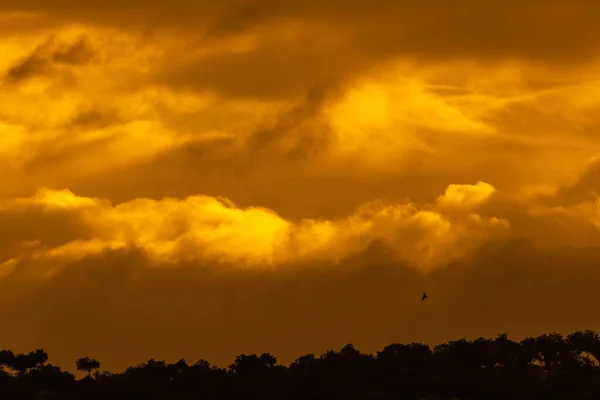 Fascinerande Bild Fluffiga Moln Orange Himmel — Stockfoto