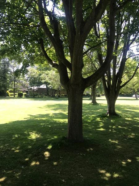 Een Prachtig Shot Van Bomen Een Park Een Zonnige Dag — Stockfoto