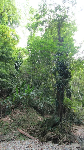 Plan Des Cascades Argyle Dans Les Caraïbes Roxborough Trinité Tobago — Photo