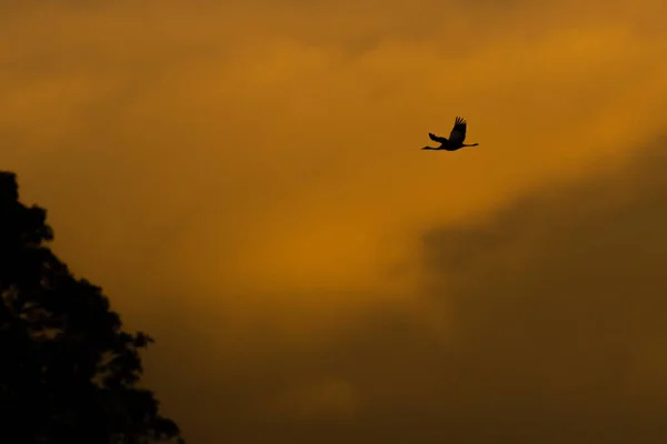 Fascinující Záběr Létajícího Ptáka Obloze Nadýchanými Mraky — Stock fotografie