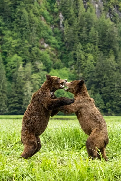 Eine Selektive Fokusaufnahme Zweier Grizzlys Beim Gemeinsamen Spielen Provinzpark Khutzeeymateen — Stockfoto