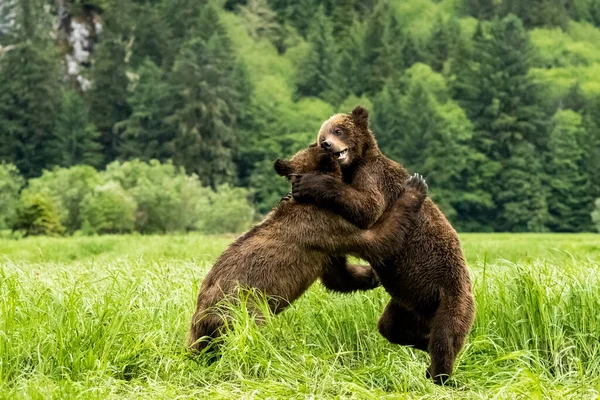 在Khutzeeymateen省公园有选择地拍摄两只灰熊一起玩耍的镜头 — 图库照片
