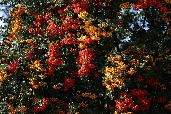 Beautiful Shot Pyracantha Branches Bright Orange Red Ripe Berries — Stock Photo, Image